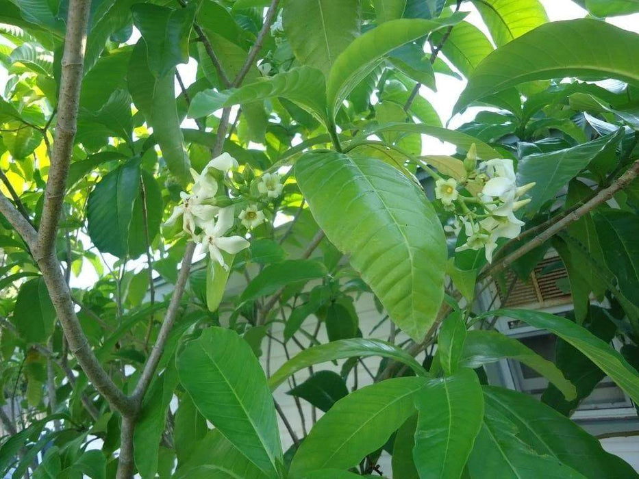 VOACANGA AFRICANA - (Fresh Batch!!) tropical evergreen shrub native to West Africa - Caribbeangardenseed