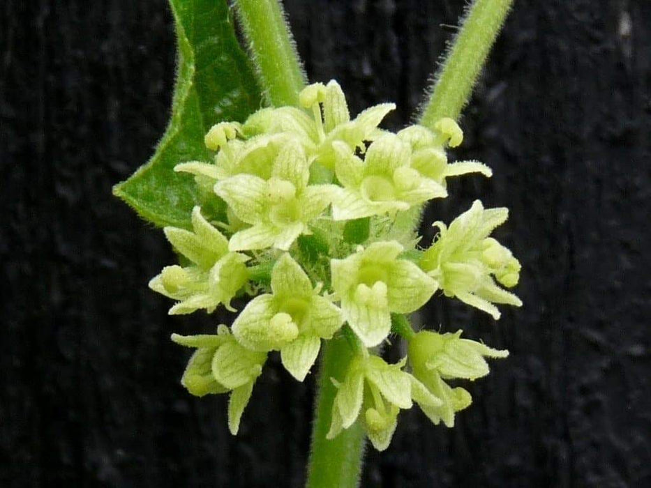 bur cucumber seeds( Sicyos Angulatusr )Rare vene - Caribbeangardenseed