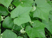 bur cucumber seeds( Sicyos Angulatusr )Rare vene - Caribbeangardenseed