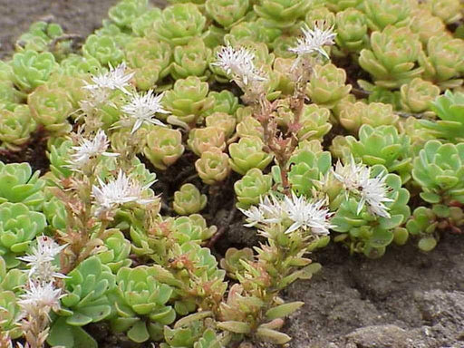 Cliff Stonecrop Seeds ,drought tolerant, Sedum Glaucophyllum - Caribbeangardenseed