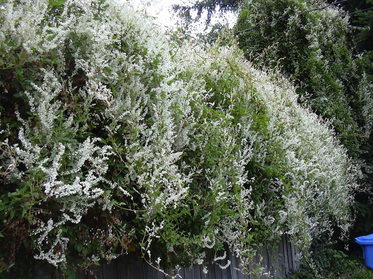 Buy Silver Lace Vine, FREE SHIPPING, Wilson Bros Gardens