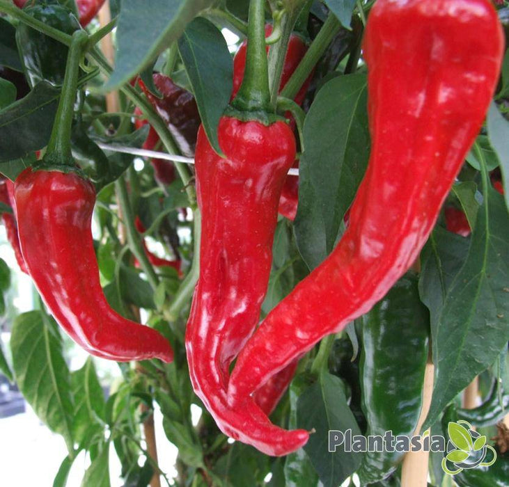 Kashmiri chilli pepper SEED,Capsicum annuum, MILD HEAT - Caribbeangardenseed