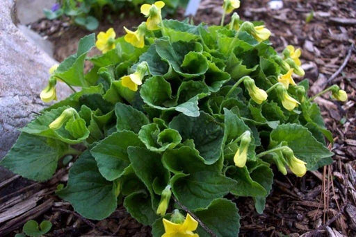 Smooth Yellow Violet, groundcover, Perennial flowers - Caribbeangardenseed