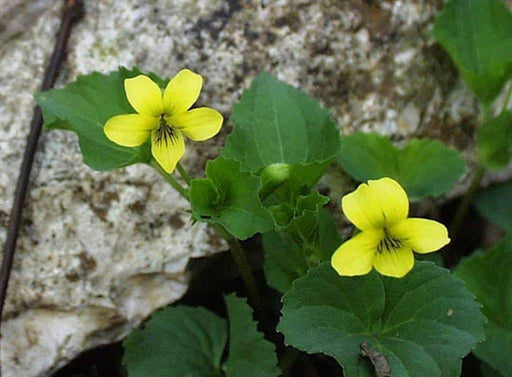 Smooth Yellow Violet, groundcover, Perennial flowers - Caribbeangardenseed