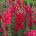 Red Snapdragon Flowers Seed, - Caribbeangardenseed