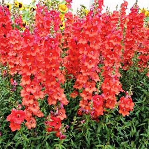 Snapdragon Seeds - Orange Wonder, -make your flower beds glow with color! - Caribbeangardenseed