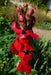 Snapdragon flowers Seeds - Scarlet Giant - Caribbeangardenseed