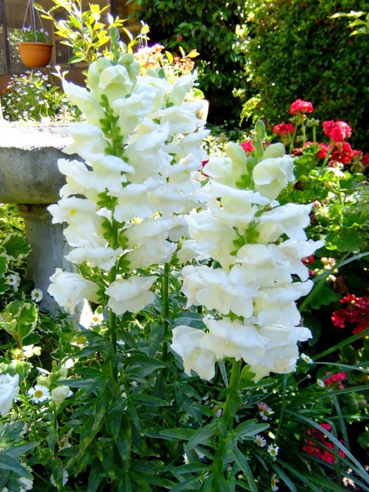 white Snapdragon flowers Seeds - Caribbeangardenseed