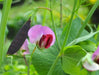 Snow peas- Mix color - Yellow, Green, Purple Pods -Beautiful edible podded - Caribbeangardenseed