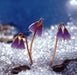 Snowbell Seeds,SOLDANELLA alpina , - VERY RARE ! - Caribbeangardenseed