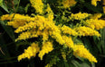 European goldenrod or woundwort SEEDS (Solidago virgaurea ) PERENNIAL HERB, FLOWERS - Caribbeangardenseed