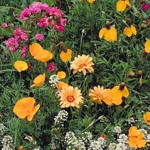 Southwest Wildflower Seed Mix - Caribbeangardenseed