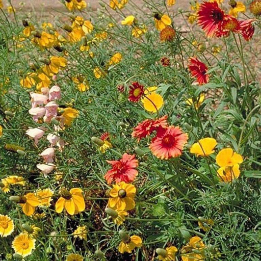 Southwest Wildflower Seed Mix - Caribbeangardenseed
