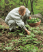 Fischers Ragwort,Gom Chwi. Asian Vegetable SEEDS - Caribbeangardenseed