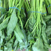Cantonese pak choy Seeds - Asian Vegetables, - Caribbeangardenseed