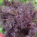 RED FRILL Kale ,Vegetables Seed -Microgreens, baby leaf - Caribbeangardenseed