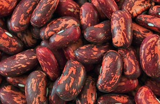 Spanish Tolosana Bean Seeds a.K.a , Prince bean, Phaseolus vulgaris-, Heirloom Red Bush Bean! - Caribbeangardenseed