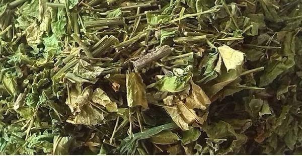 Jamaican GUINEA HEN WEED , (Petiveria alliacea) Dried CARIBBEAN Herbs - Caribbeangardenseed
