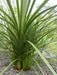 BLUE Spike plant Seeds (Cordyline indivisa) Mountain cabbage tree,Ornamental - Caribbeangardenseed