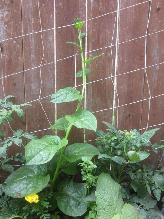 Green Malabar spinach Seeds (Basella alba) Asian Vegetable - Caribbeangardenseed