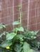 Green Malabar spinach Seeds (Basella alba) Asian Vegetable - Caribbeangardenseed