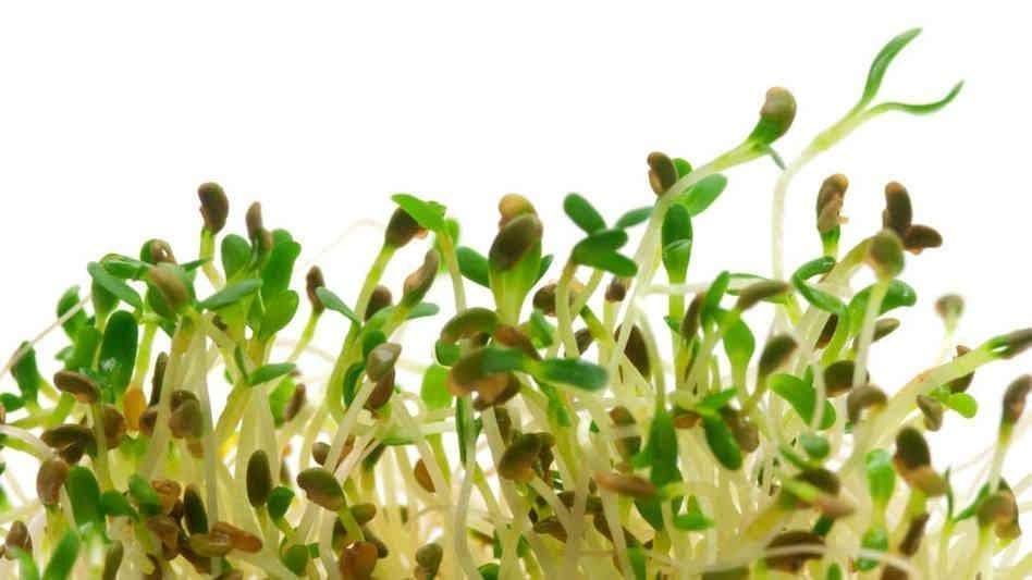 Alfalfa Sprouting Seeds ,Enjoy The Various Benefits of This Miracle Seed ! - Caribbeangardenseed