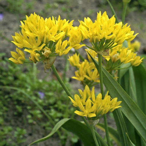 Yellow Allium Bulbs -Allium Moly ,Perennial in Zones 4-8" - Caribbeangardenseed