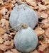Blue Hubbard (Winter Squash) Seeds ,Fruit size: 15 to 30 pounds - Caribbeangardenseed