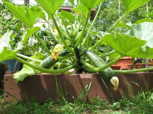 Squash Summer Black Beauty Zucchini ,HEIRLOOM Seeds, highly productive ! - Caribbeangardenseed