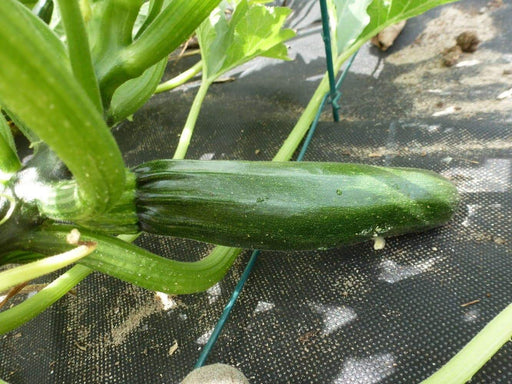 Squash Summer Black Beauty Zucchini ,HEIRLOOM Seeds, highly productive ! - Caribbeangardenseed