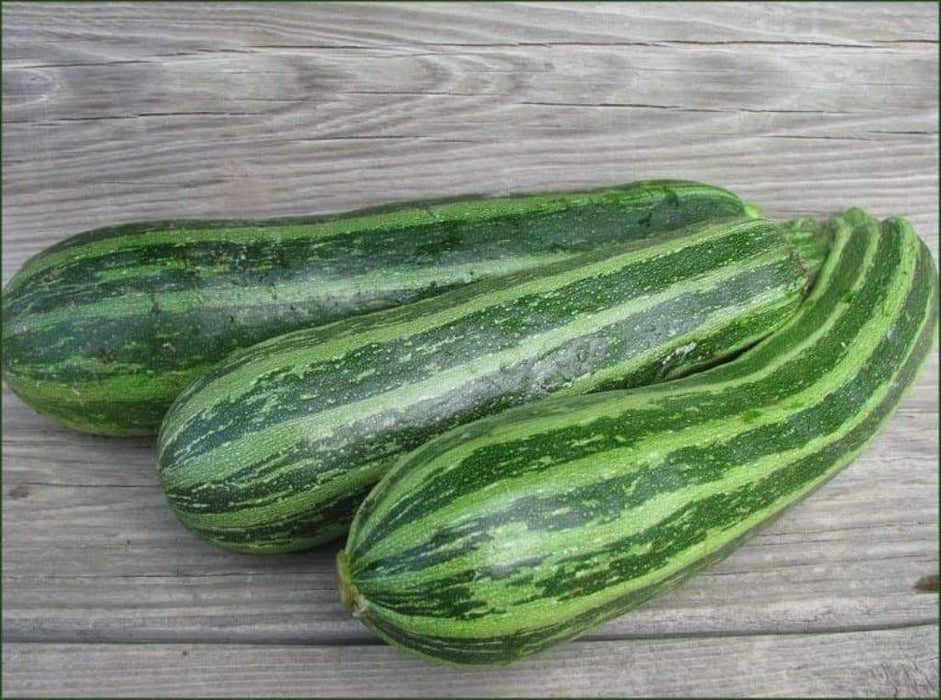 Squash Summer Cocozelle Zucchini Squash,Seeds, highly productive ! - Caribbeangardenseed