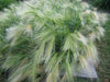 Squirrel-tail Grass Seeds,Ornamental Grass ,Hordeum jubatum ,Foxtail Barley-Perennial, Organically Grown! - Caribbeangardenseed