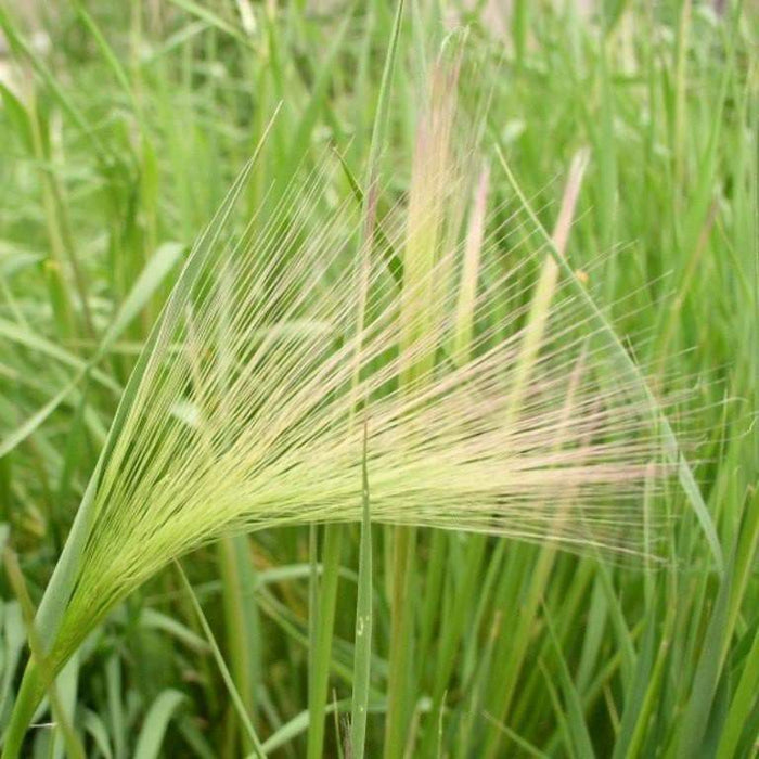 Squirrel-tail Grass Seeds,Ornamental Grass ,Hordeum jubatum ,Foxtail Barley-Perennial, Organically Grown! - Caribbeangardenseed