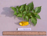 ST.LUCIA SEASONING PEPPER Seeds, Capsicum chinense - Caribbeangardenseed