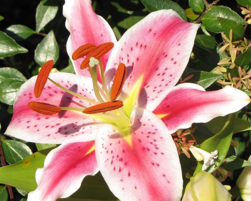 Stargazer Oriental Lily and Dwarf Patio Lily Flower Bulbs - Caribbeangardenseed