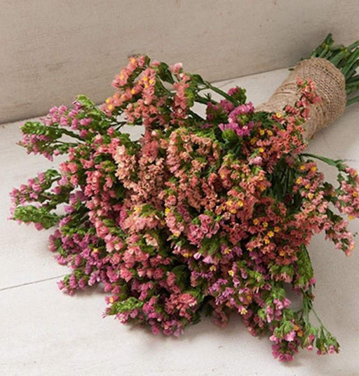 Statice Seed (Limonium Sinuatum-Mix) apricot, orange,, and pastel red blossoms.Great For Cut Flowers ! - Caribbeangardenseed