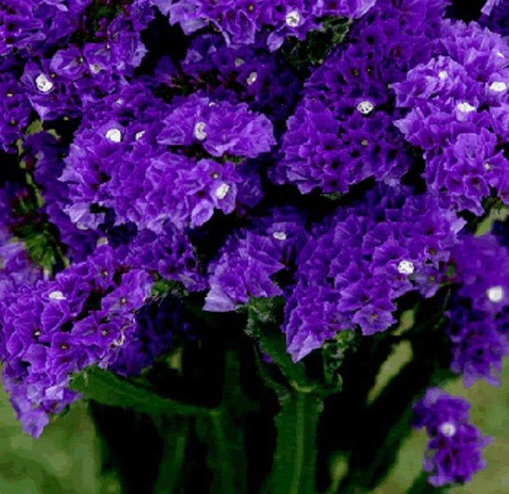 Statice Seeds - Purple Attraction, ANNUAL FLOWERS! - Caribbeangardenseed