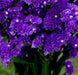 Statice Seeds - Purple Attraction, ANNUAL FLOWERS! - Caribbeangardenseed