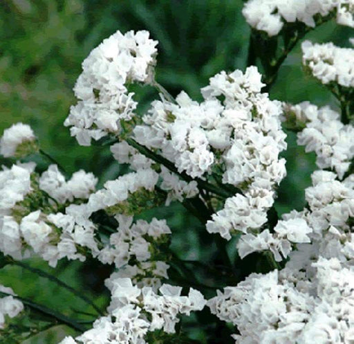 Statice Seeds - White-(Limonium Sinuatum Iceberg) Great For Cut Flowers ! - Caribbeangardenseed