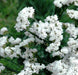 Statice Seeds - White-(Limonium Sinuatum Iceberg) Great For Cut Flowers ! - Caribbeangardenseed