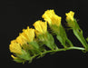 Statice Seeds - Yellow (Limonium Sinuatum) Annual FLOWERS - Caribbeangardenseed