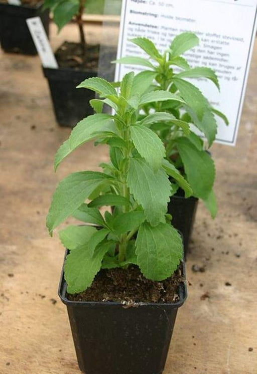 Stevia Plant seeds ,Sugar Leaf - Caribbeangardenseed