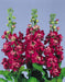 Stock SEEDS-Crimson (Matthiola Incana ) ANNUAL FLOWERS, - Caribbeangardenseed