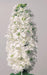 WHITE Stock (Matthiola Incana ) FLOWERS SEED ! - Caribbeangardenseed