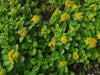 Sedum kamtschaticum Seeds, (Russian Stonecrop ) succulent groundcover,Perennial - Caribbeangardenseed