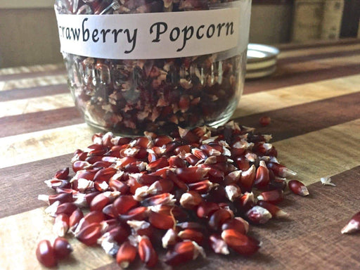 Strawberry Popcorn Corn Seeds - Grow your own popcorn-ornamental/edible.. - Caribbeangardenseed