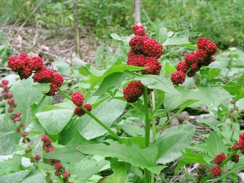 Strawberry Spinach Seeds(Chenopodium Foliosum) edible leaves and berries - Caribbeangardenseed