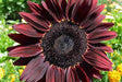 Chocolate cherry Sunflower , Helianthus annuus,(Heieloom Organic Seed) - Caribbeangardenseed