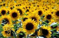 Sunspot Dwarf Sunflowers (Helianthus annuus,) Heirloom, Flower Seeds - Caribbeangardenseed