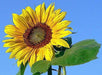 Sunspot Dwarf Sunflowers (Helianthus annuus,) Heirloom, Flower Seeds - Caribbeangardenseed